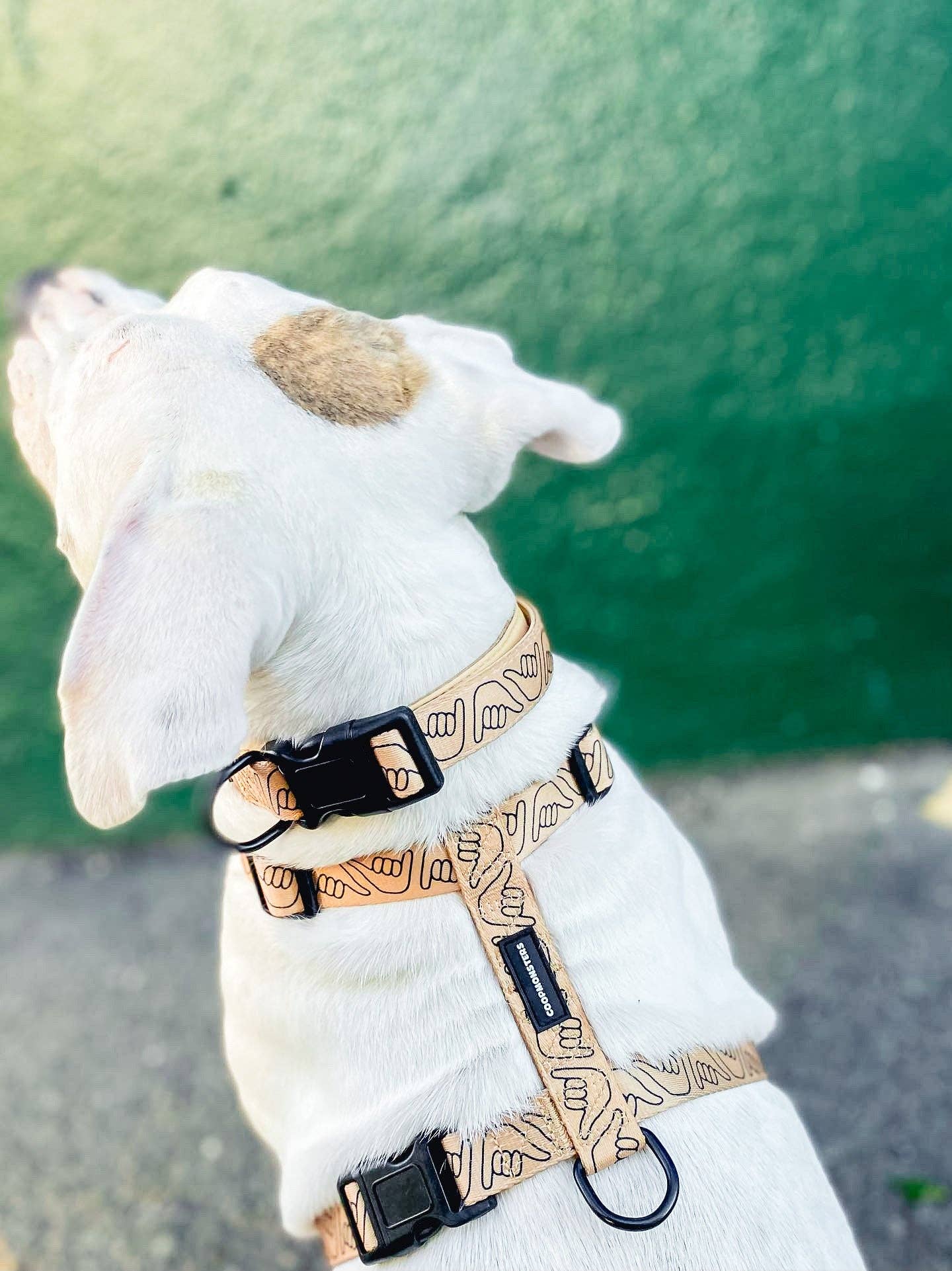 Shaka Latte Collar: M