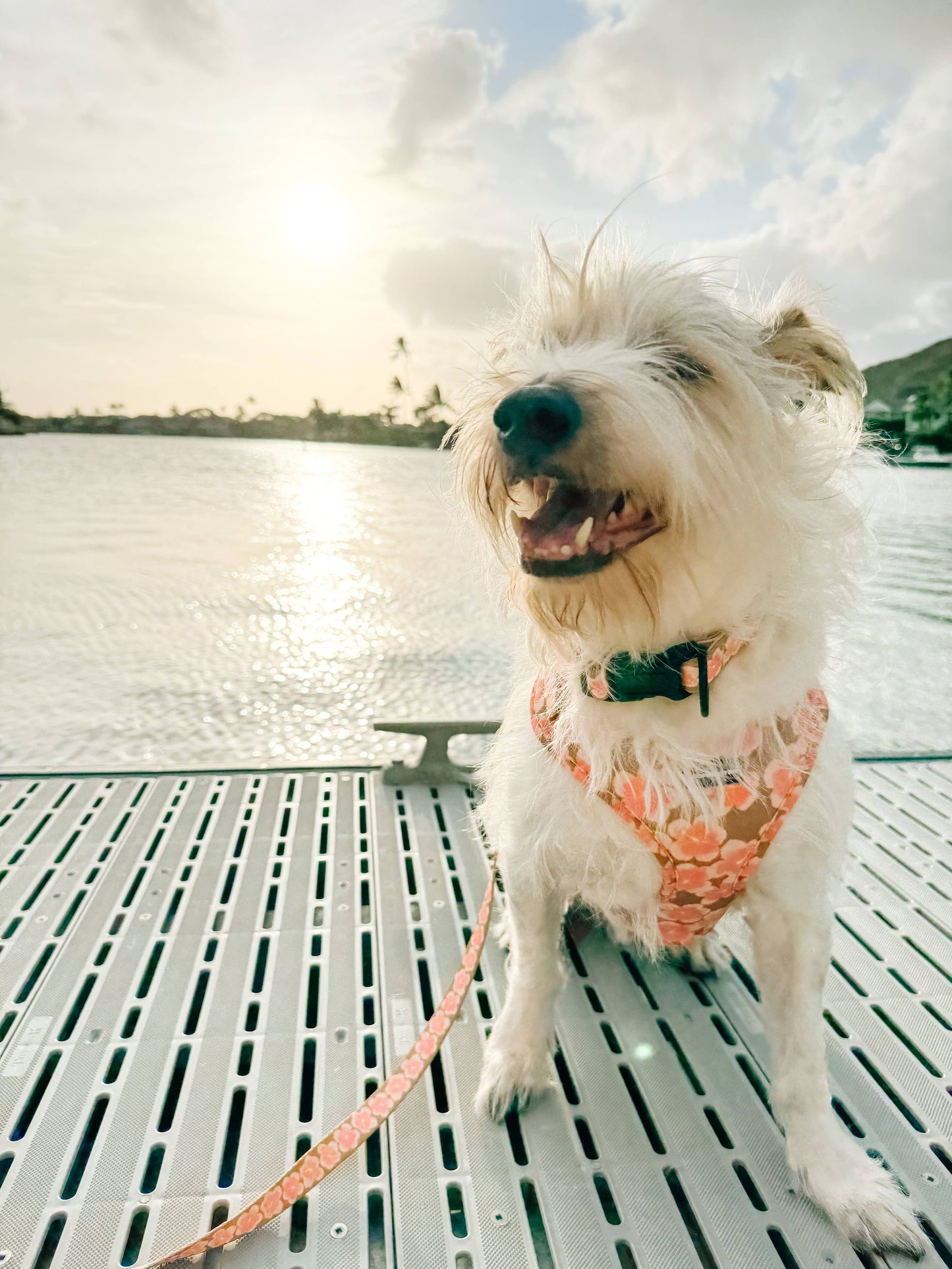 Hibiscus Neoprene Harness: L