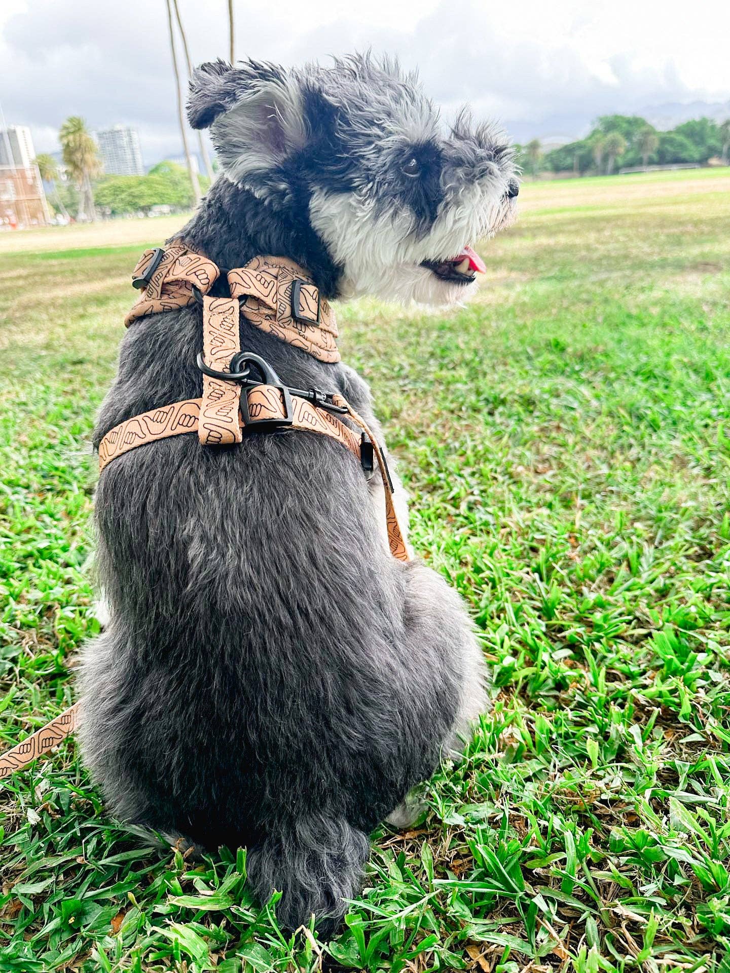 Shaka Latte Neoprene Harness: L